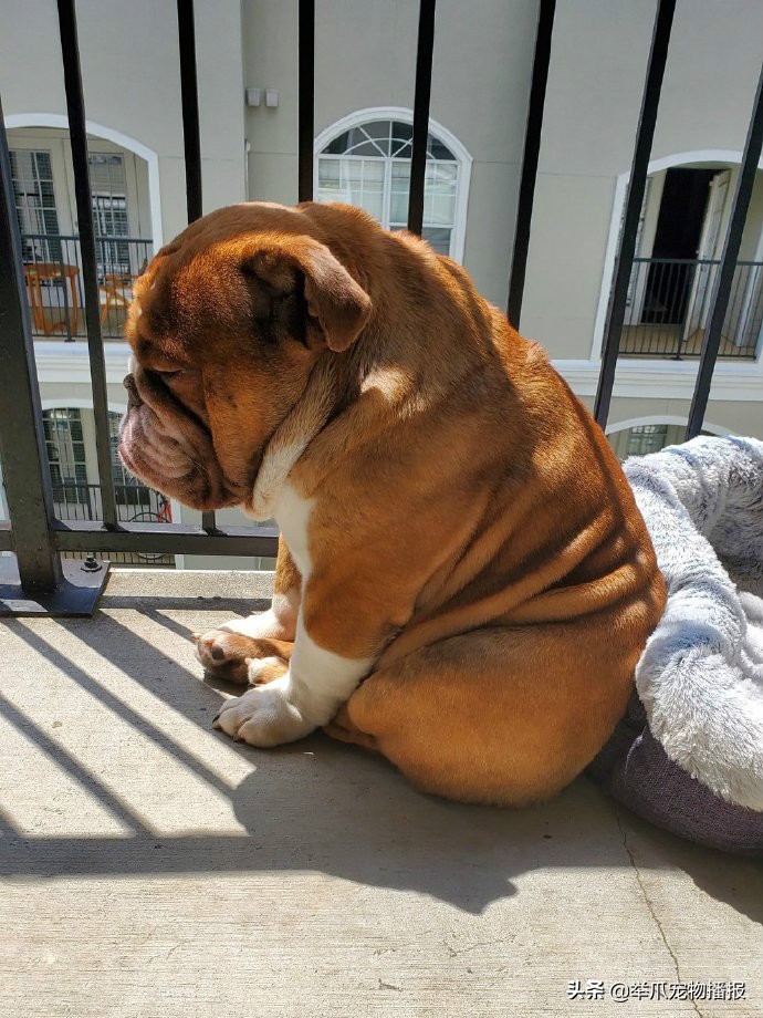 敬业狗狗霸气为牛群开路,敬业的狗狗