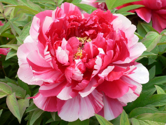 牡丹,熟悉而陌生——“花王”的前世今生,带你重新认识牡丹