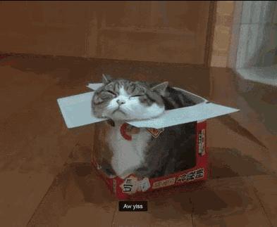 为啥猫是液体的,猫咪是液体猪吗