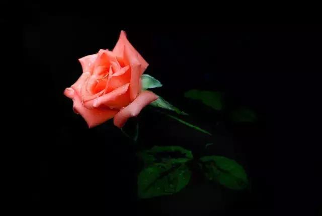 520情人节祝福送上真的太美了,最新的520情人节