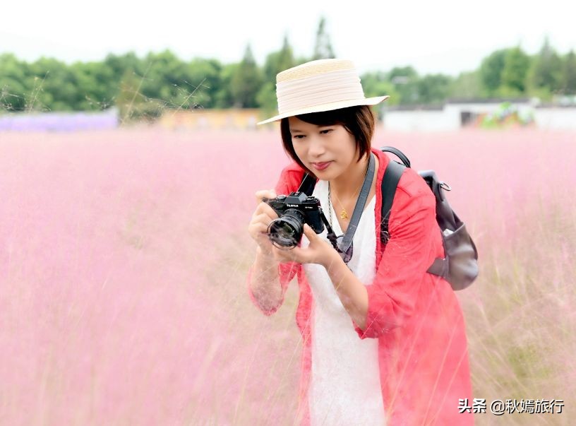 常熟粉黛花海景点,常熟市油菜花田