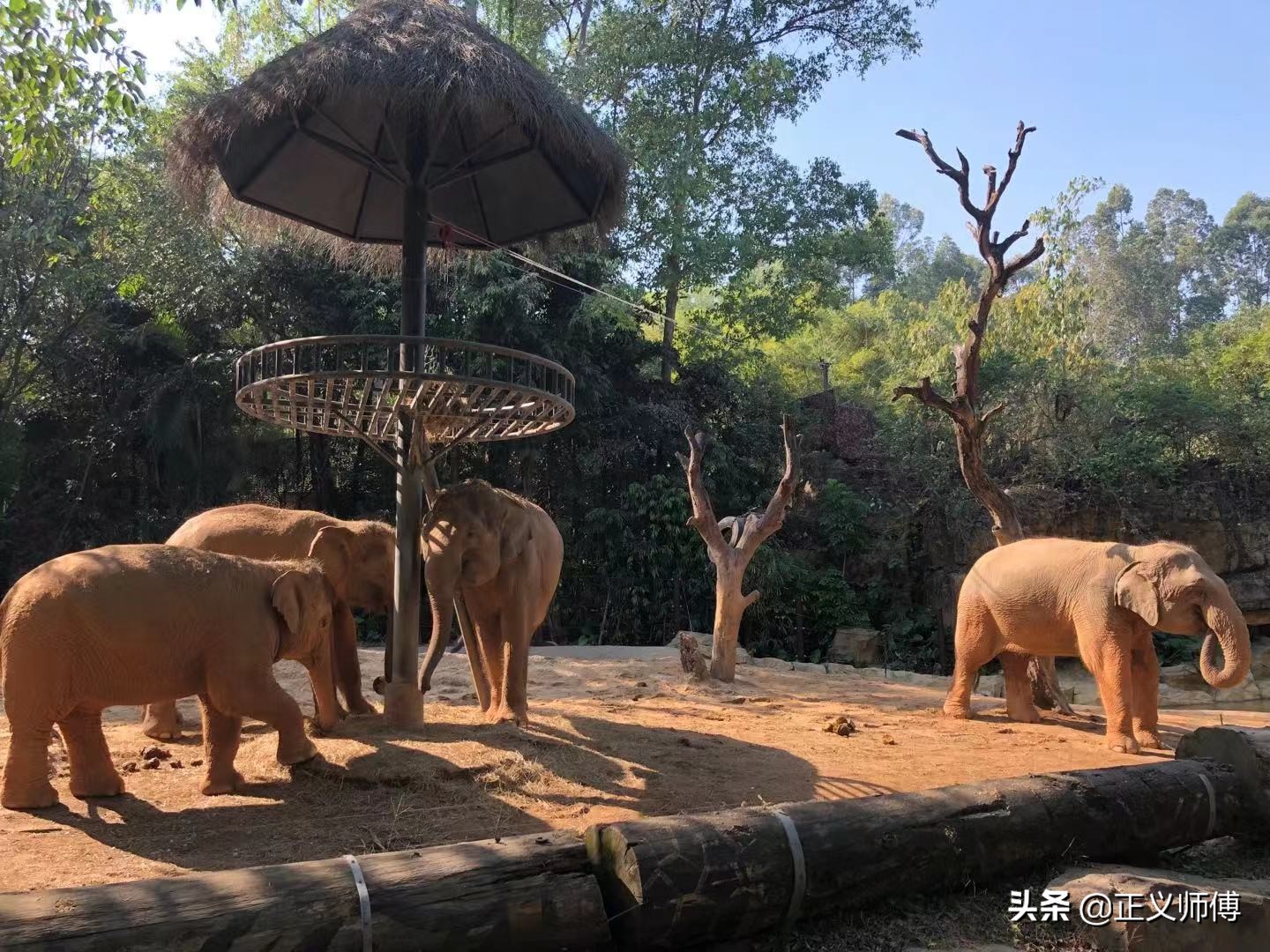 长隆动物园的动物,广州的长隆野生动物园有哪些动物