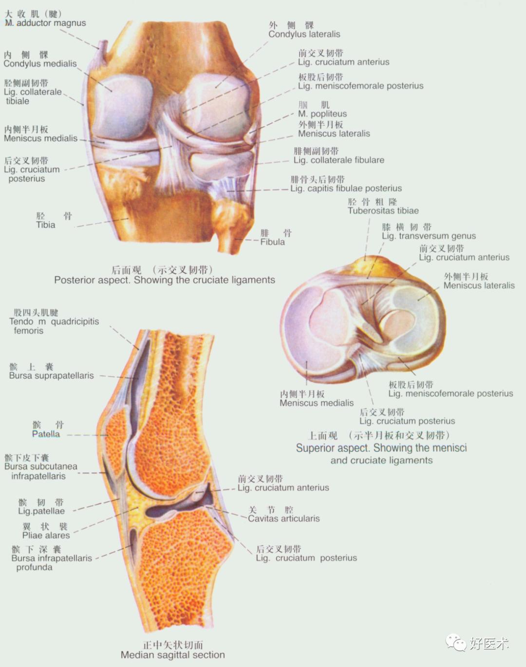 90条韧带的精细解剖、起止点及分布走形，收藏走起