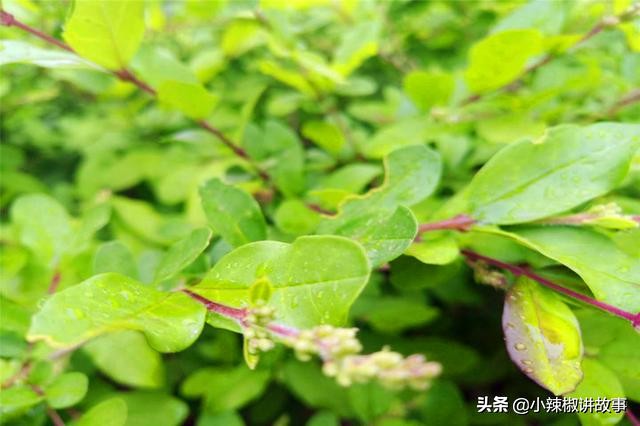 朵迪讲故事,故事朵拉