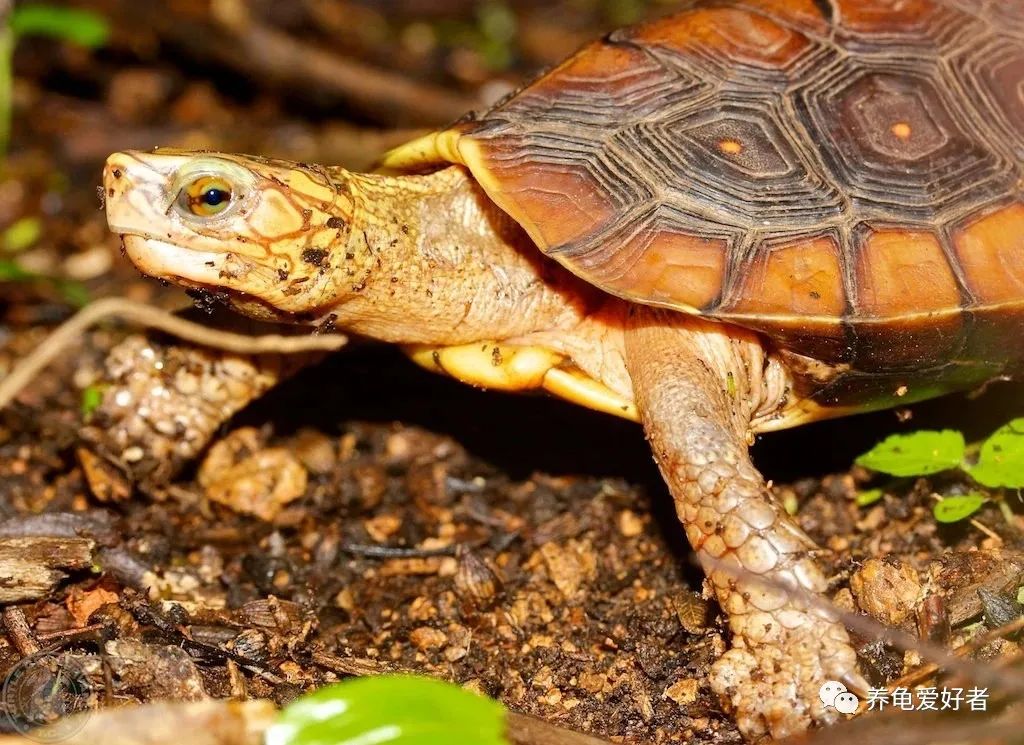 王者绿毛龟,最值得入手玩的龟