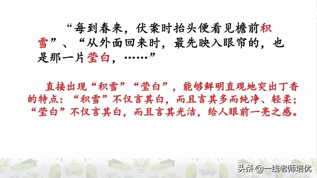 六年级上册第二课丁香结知识点,部编版六年级上册语文丁香结预习