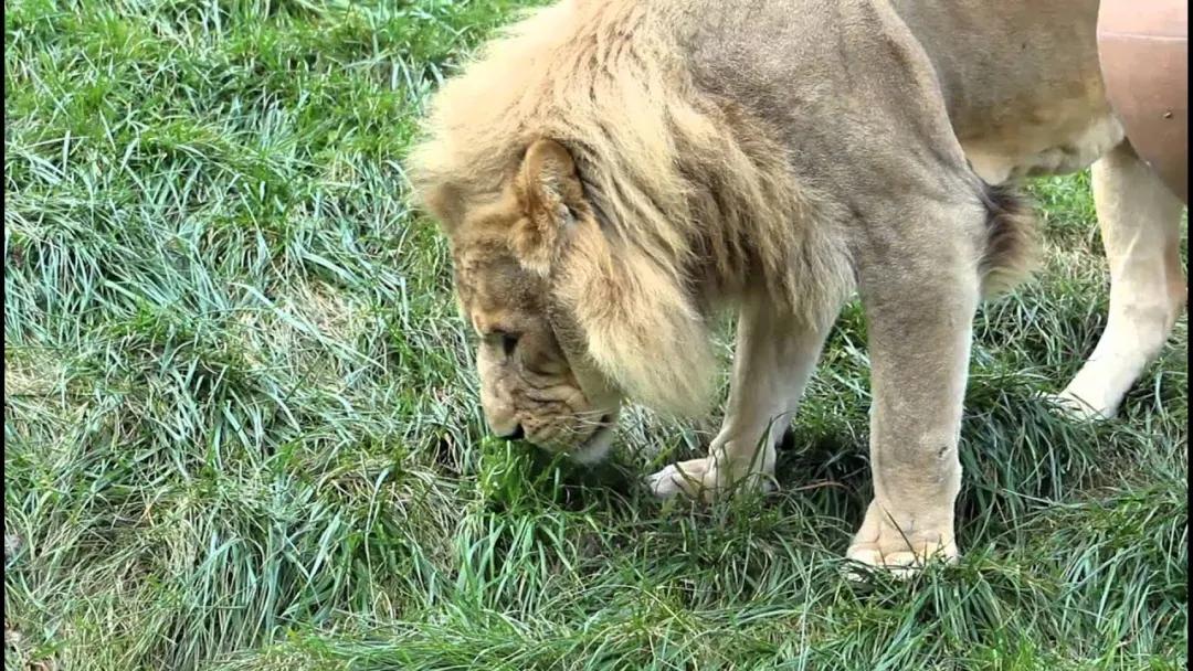 路边随便采野花,路边哪些草可以当猫草