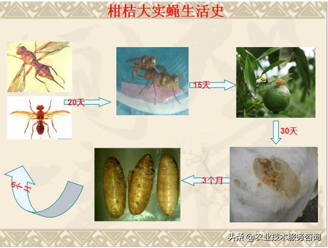 柑蛆是柑橘大实蝇吗,柑橘防治蝇蛆用什么药