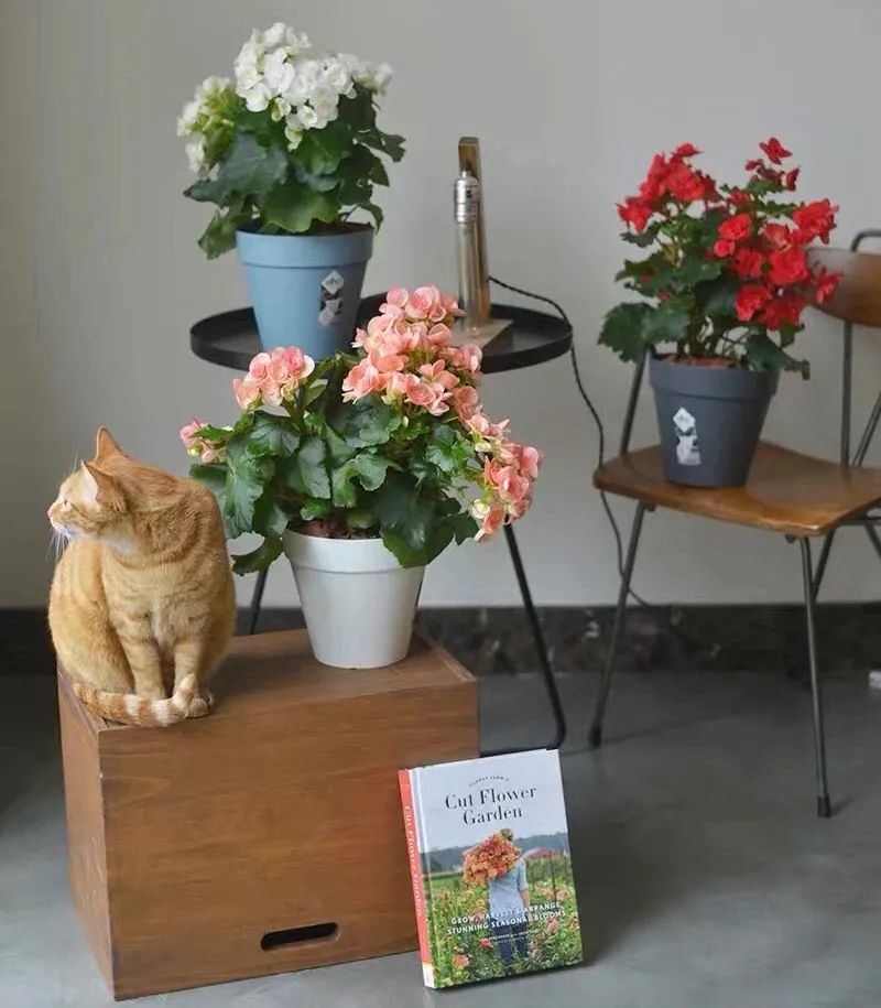 丽格海棠的养殖方法不长新枝,养好丽格海棠的几个小窍门是什么