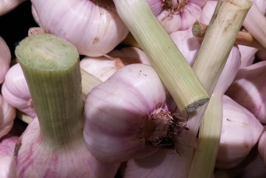 吃了大蒜怎么才能去除嘴里的蒜味,口香糖可以消除大蒜的味道吗