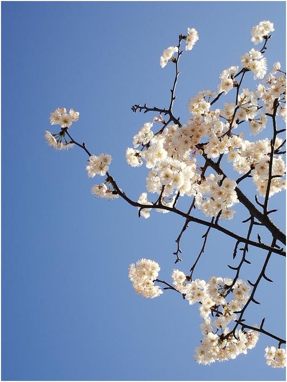 三月春色唯美诗句,阳春三月好风光诗词鉴赏