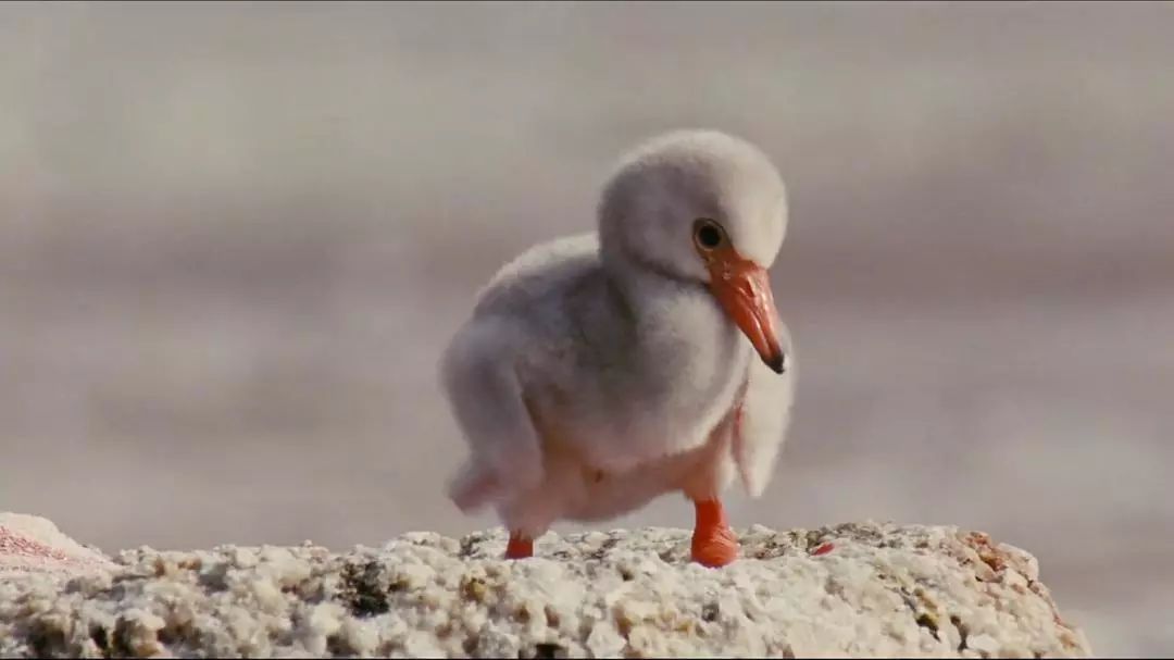 无比震撼的十部动物纪录片,15部81集顶级的自然动物纪录片
