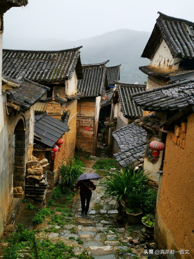 为什么不喝正山小种,红茶为什么不建议长期喝