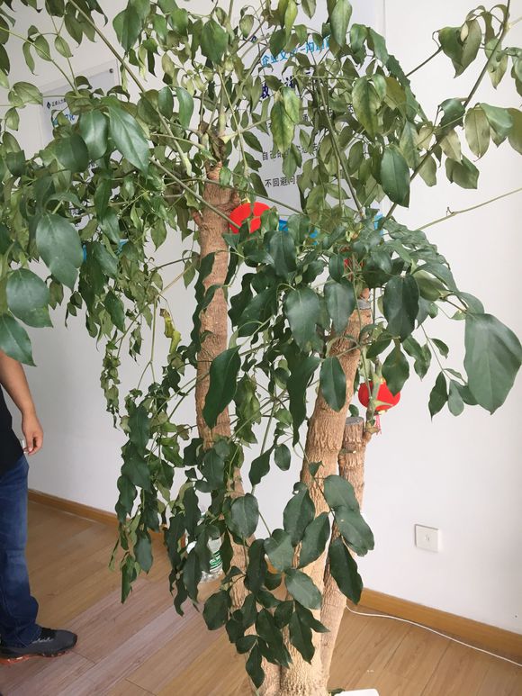 幸福树叶子发黄干枯落叶怎么补救,幸福树叶子发黄怎么养护