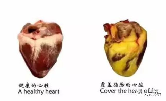 腰围决定寿命的视频,腰围粗影响寿命