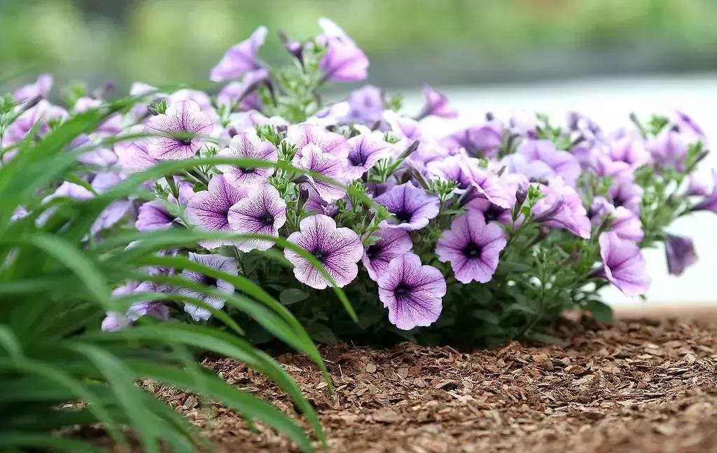 好书推荐快来领取你的宝藏书单,100种百花图谱大全