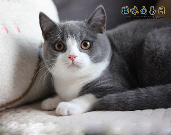 饲养英国短毛猫有什么注意事项,饲养英国短毛猫的注意事项