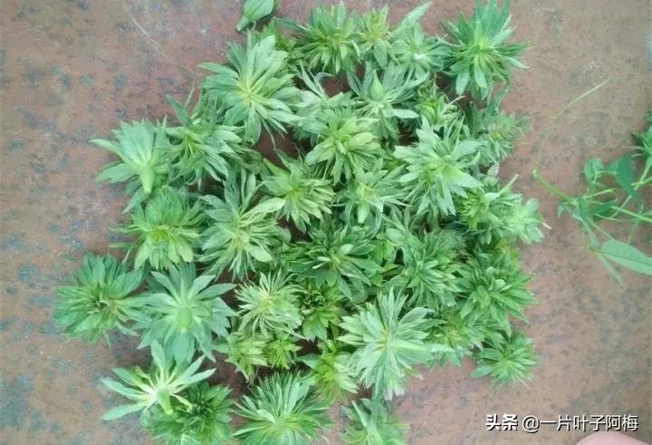 红花配绿叶才更显花的妩媚和娇贵,红花配绿叶什么花没有绿叶