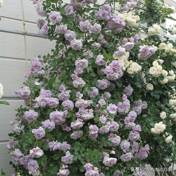 灌木月季与藤本月季有什么区别,微型月季灌木月季怎么选