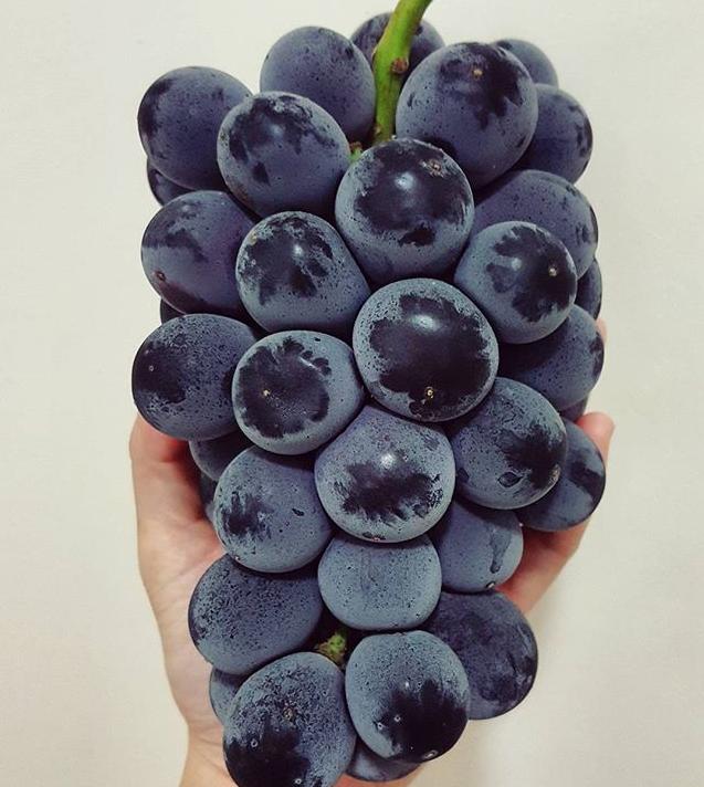 日本四季水果有哪几种,日本最好的五种水果