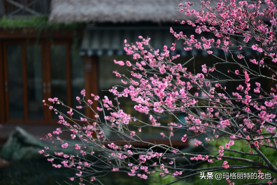 花园里四季常青的树,花园里四季都绿的植物