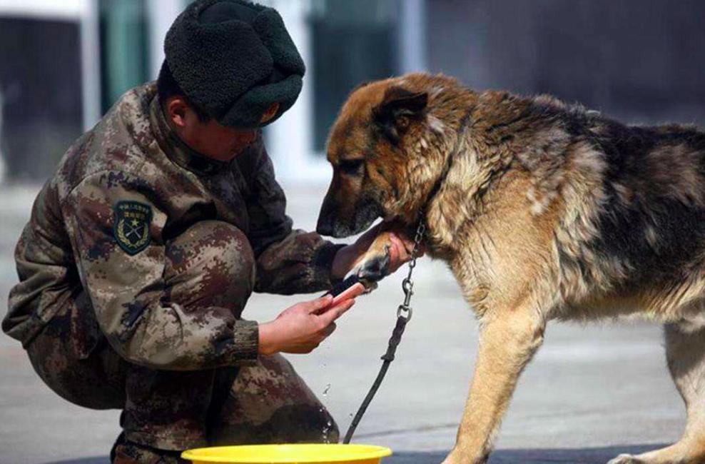 警犬都有什么工作,警犬的工资干什么用