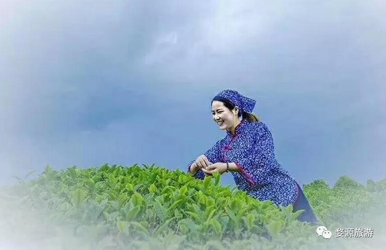 五一去婺源千古茶园,婺源茶文化旅游路线攻略