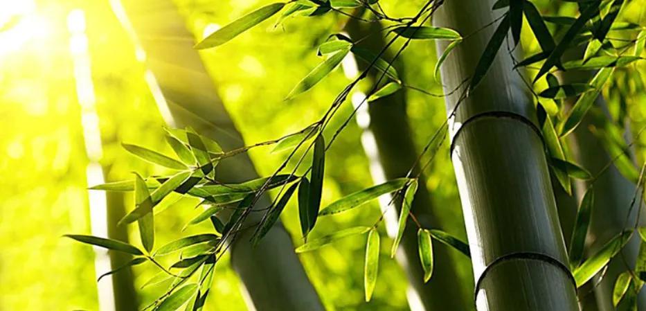 时光如白驹过隙忽然而已什么意思,人生天地之间如白驹过隙