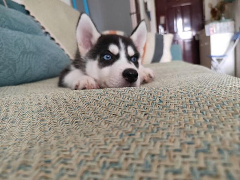 哈士奇到底能不能训练,不听话的哈士奇应该怎么训