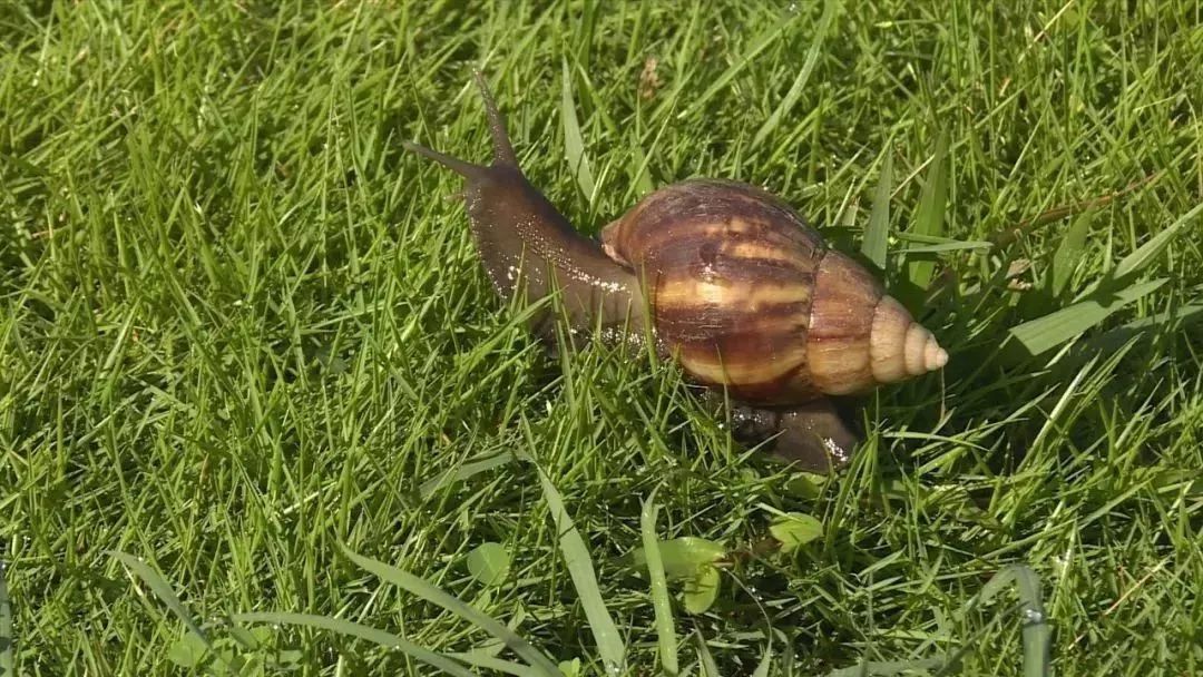 雨后大蜗牛携带传染病,蜗牛会引起肺结核吗