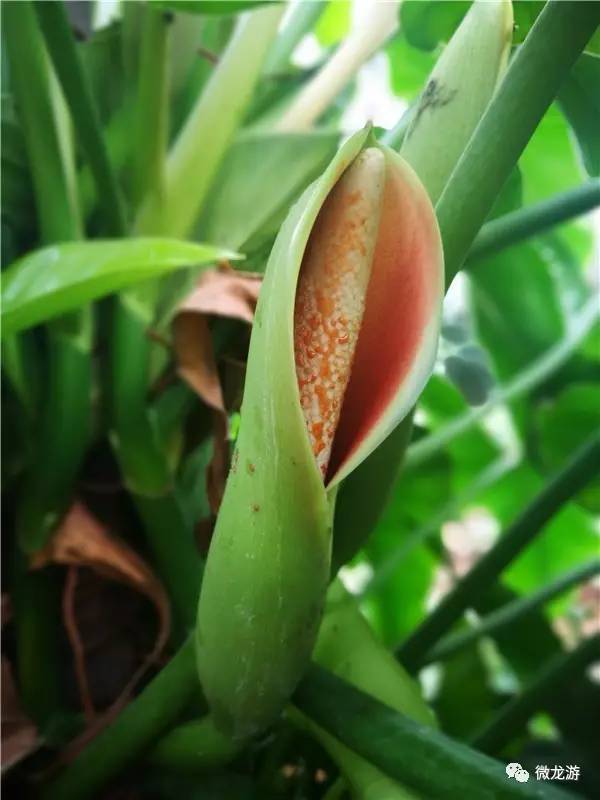 宝石树怎么种植,绿宝石植物如何扦插繁殖