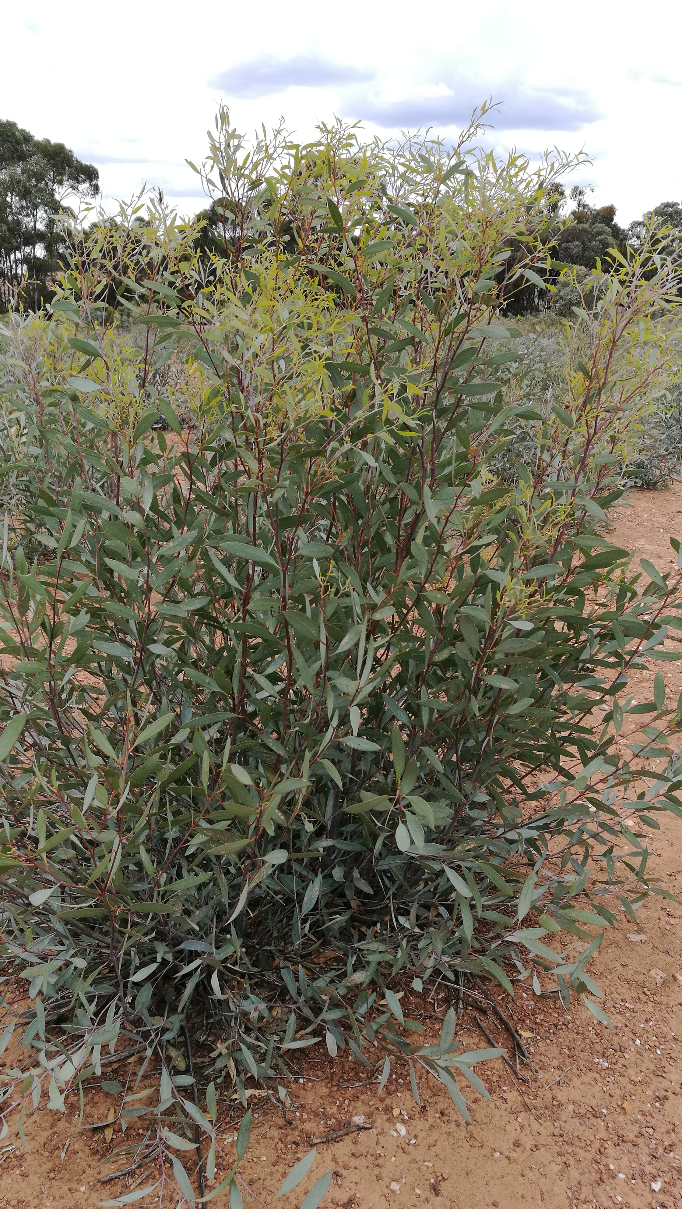 植物精油有什么用,植物精油在畜禽养殖中的应用
