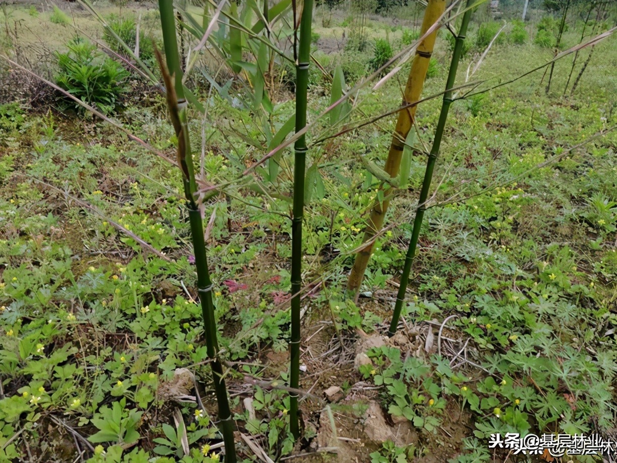 栽5棵竹子多久能成林,栽一棵竹子苗几年能长出小竹子来