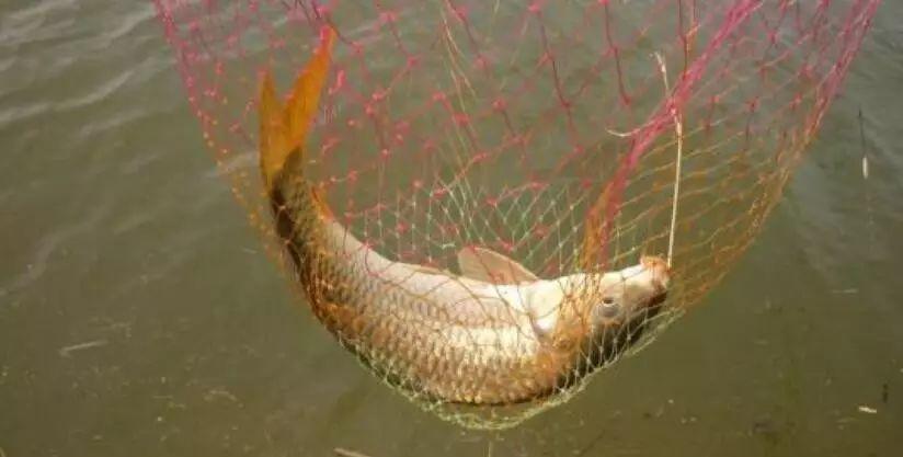 黄河泥沙那么大为什么会有鱼,为何黄河大鲤鱼多出名