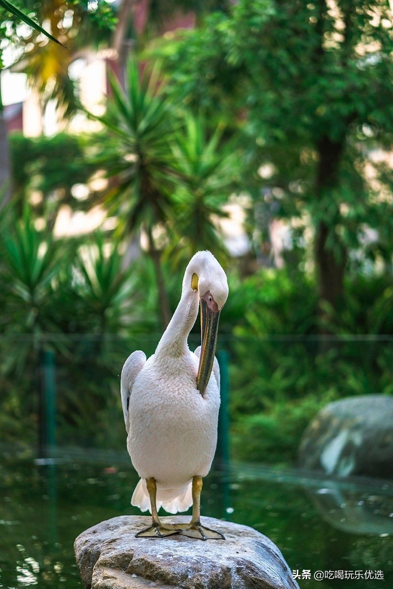 厦门灵玲动物王国大熊猫,厦门马戏团灵玲动物王国观光游览