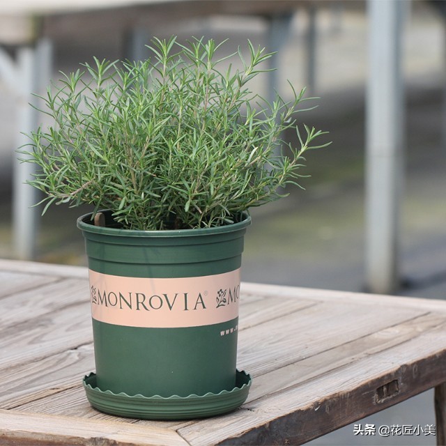可食用迷迭香盆栽驱蚊植物怎么养,可以吃也可以驱蚊的草