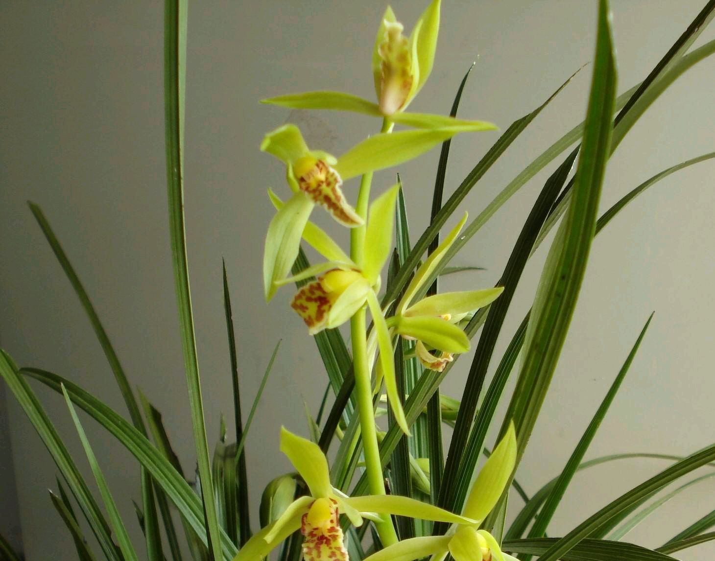 蕙兰干瘪腐烂怎么办,大花蕙兰消苞怎么处理