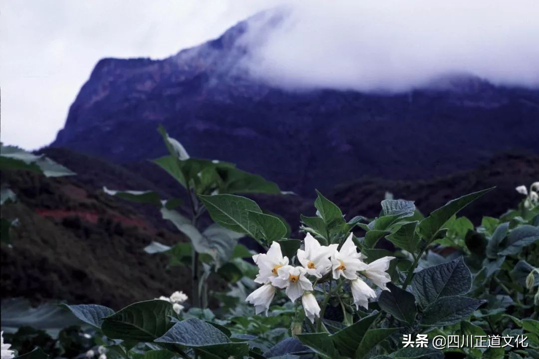 中国人的欲望之火和生命之光，除了酒还有这种蔬菜！