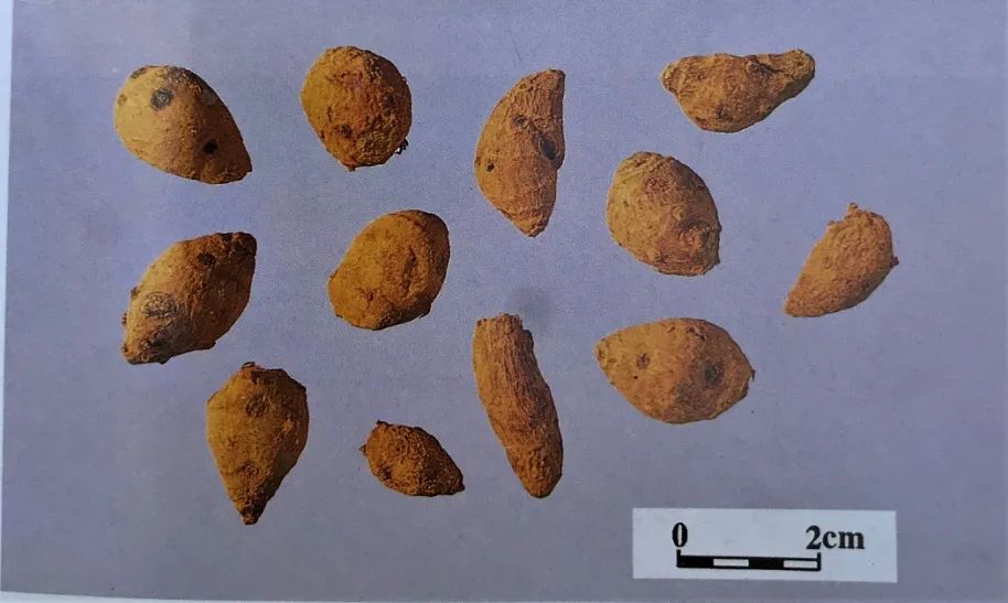 草药莪术的功效与作用,醋莪术行气破血什么意思