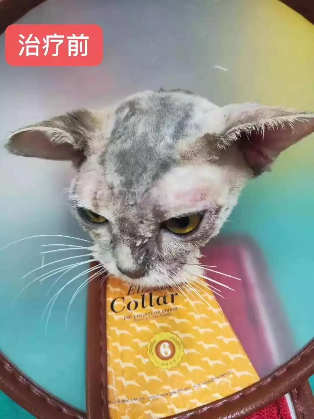 福懋动物医院:猫咪皮肤病不难治,看了这篇你就懂了