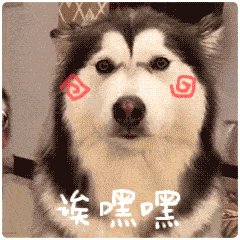 带你走进狗狗的世界,带你走进阿拉斯加克利凯犬