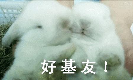兔兔辣么阔爱，你怎么不养兔兔？