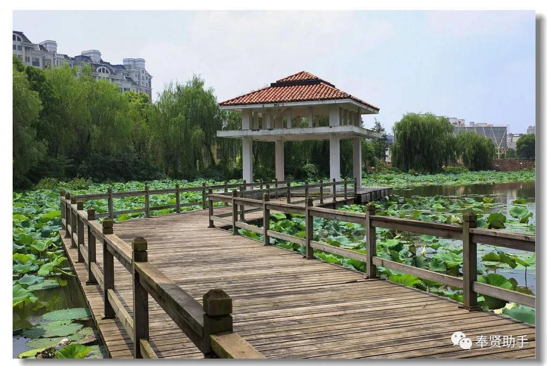 奉贤区南桥镇旅游景点,上海奉贤景点推荐一日游最佳路线