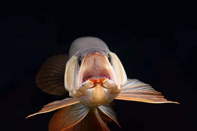 龙鱼温差引起的疾病,龙鱼老孙讲龙鱼眼睛疾病