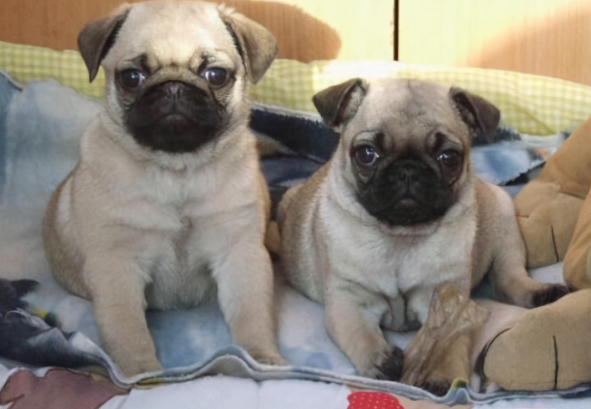 巴哥犬好养吗斗牛犬好养吗,巴哥犬为什么禁养