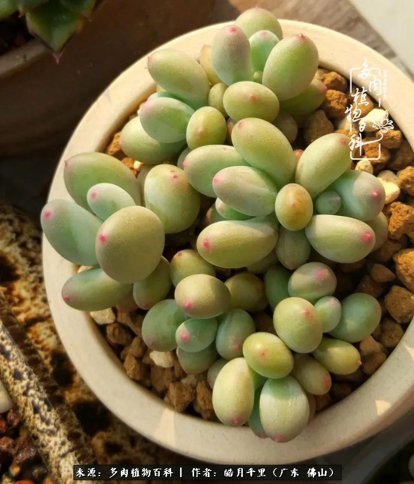 多肉娇气养不活多肉的10个秘密,养多肉是件很治愈的事情