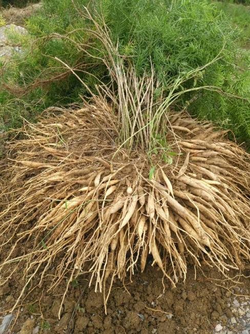 天冬食疗的功效与作用,天冬的疗效及食用方法