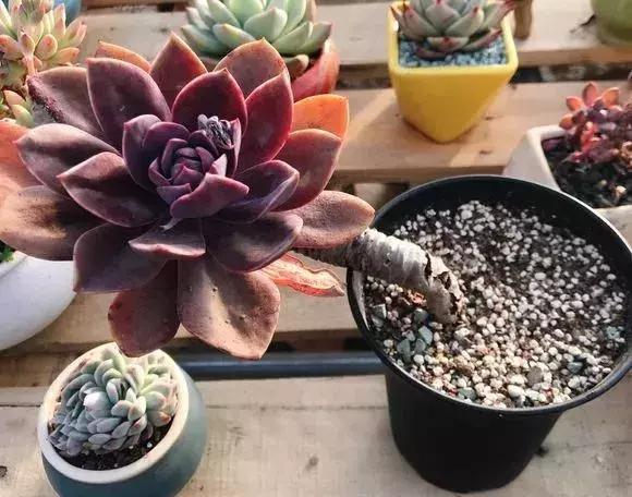 花筏多肉和钻石锦一样吗,多肉植物科普讲解图片欣赏