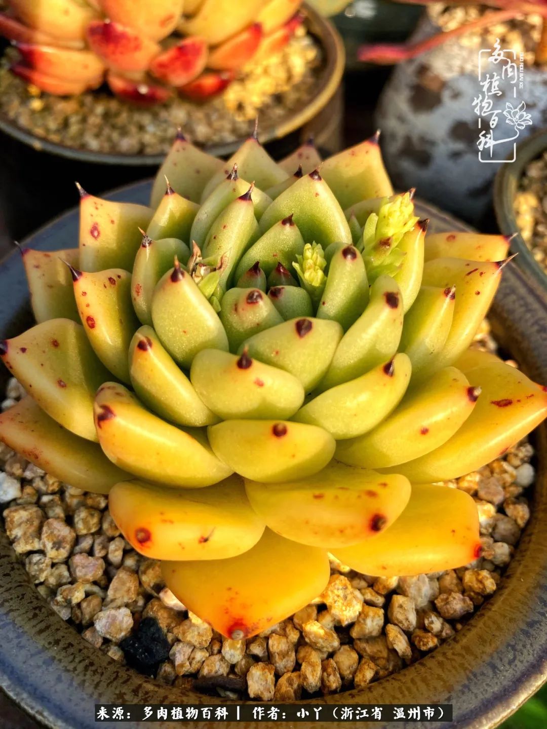 祖上无院家里无矿,一腔浪漫情怀付诸楼顶造花