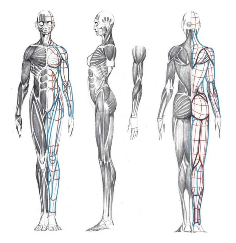 零基础人物脸的画法,人体五官细节该怎么画